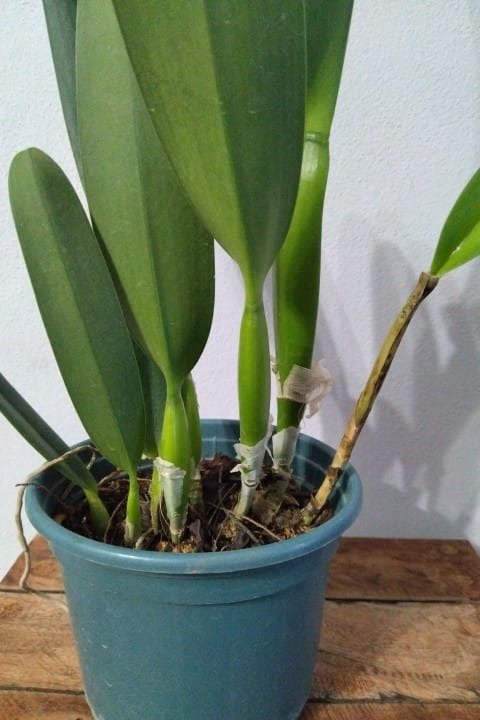 Producto - Laelia Purpurata Semi Alba "Genesio" - 1