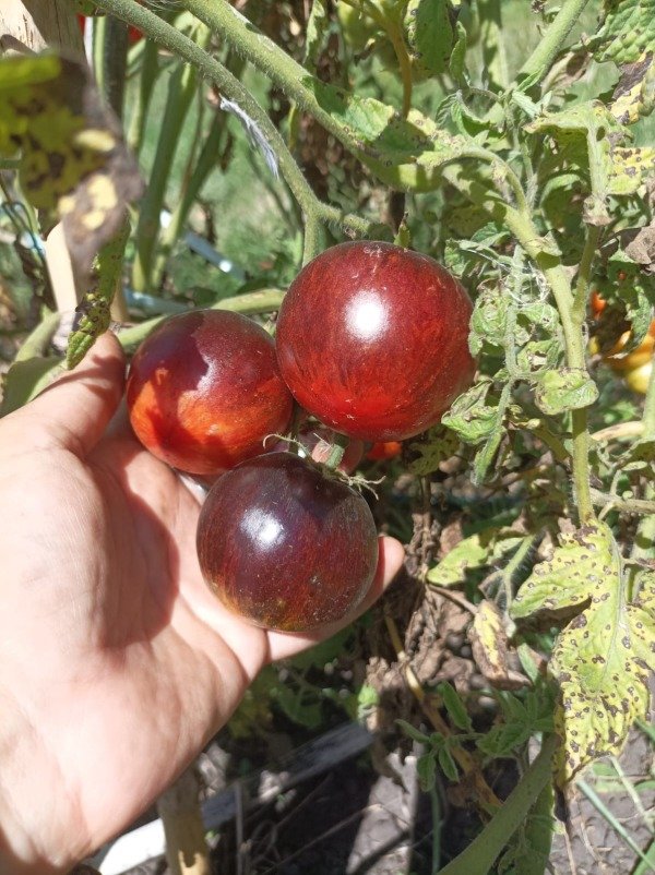 Producto - Tomate Gargamel - 0
