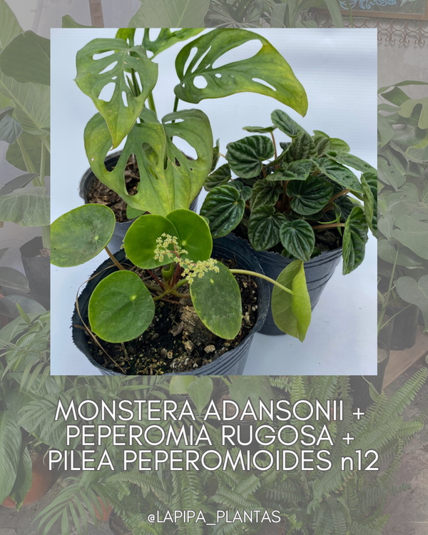 Producto - PROMO INTERIOR - Peperomia Rugosa, Pilea Peperomioides, Monstera Adansonii-