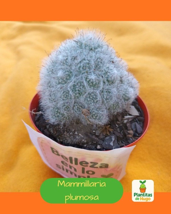 Producto - Mammillaria plumosa
