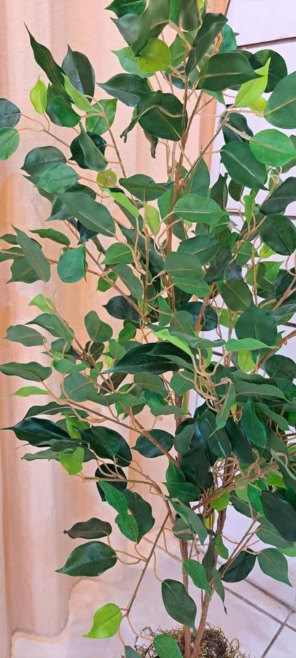 Producto - PLANTA FICUS CON MACETA 1,20M