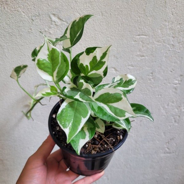 Producto - Pothus Joy