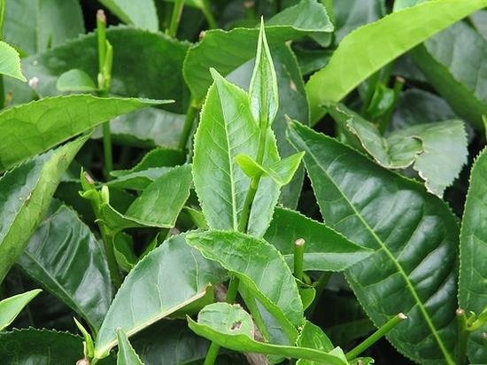 Producto - Te verde 100 gramos - 1