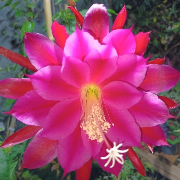 Producto - Cactus Orquídea (Epiphyllum) - 0