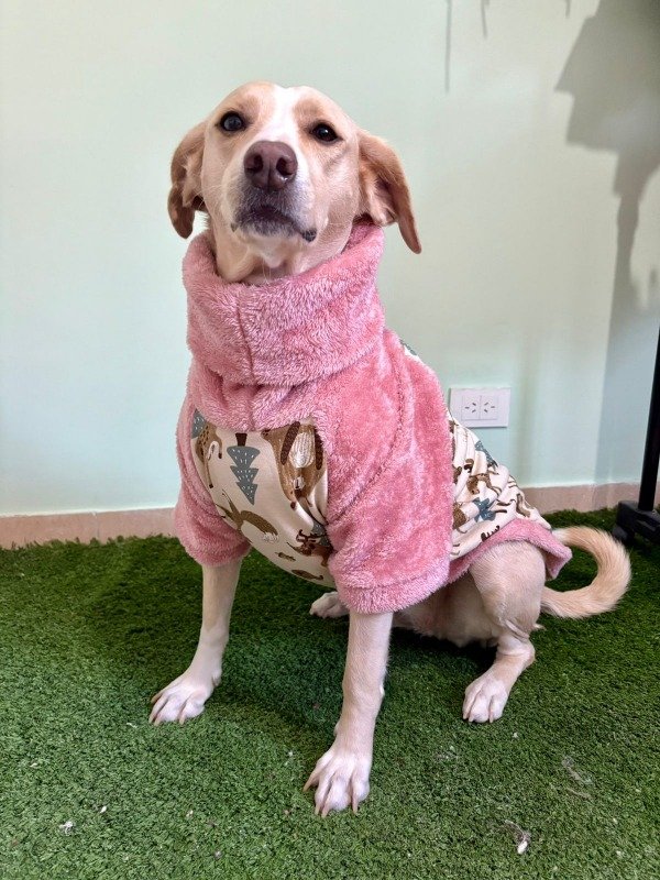 Producto - Poleron Estampado para Perros Medianos