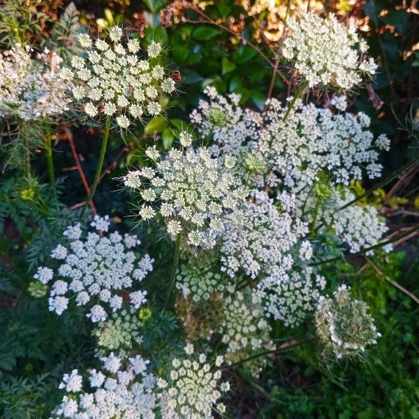 Producto - Daucus Queen anne s lace - Zanahoria ornamental