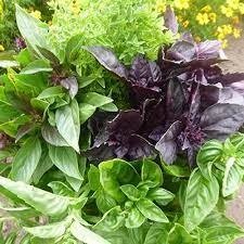 Producto - Albahacas Mix