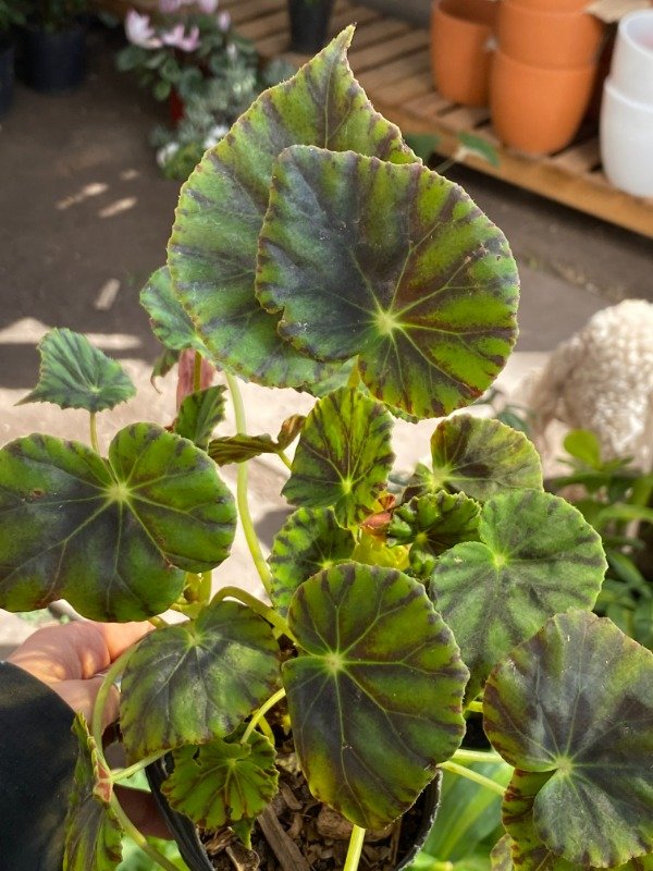 Producto - Begonia Tigre en maceta n12