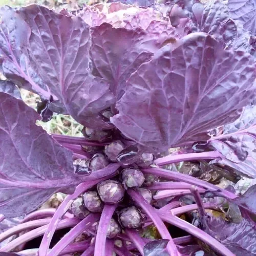 Producto - 1000 SEMILLAS DE REPOLLITOS DE BRUSELAS MORADO