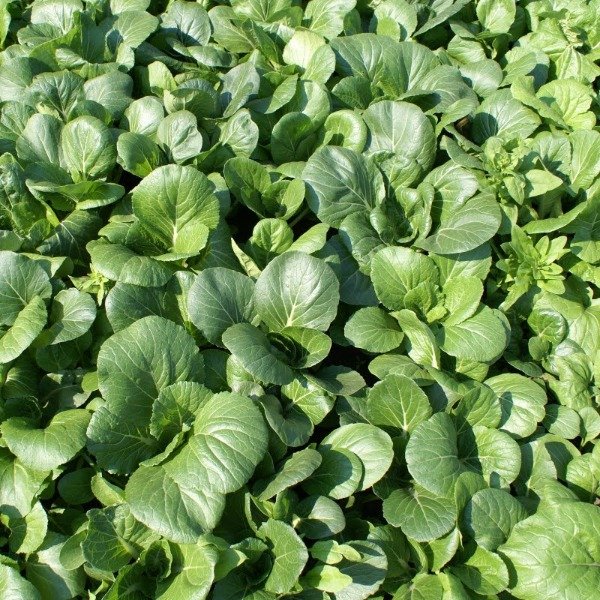 Producto - Pak choi