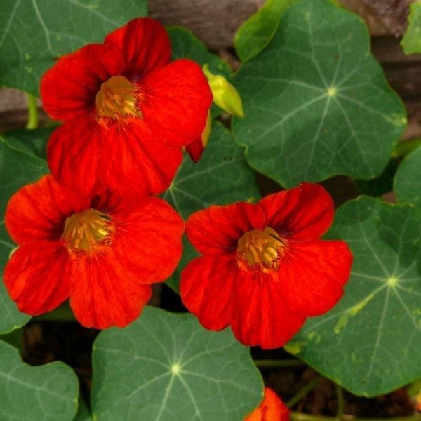 Producto - Semillas De Capuchina Emperatriz De India - 0