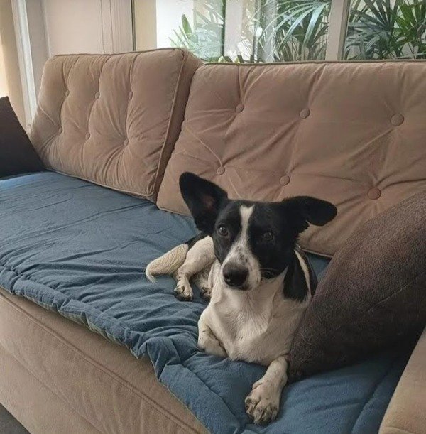 Producto - Pillow reversible tusor 1.70 x 0.70