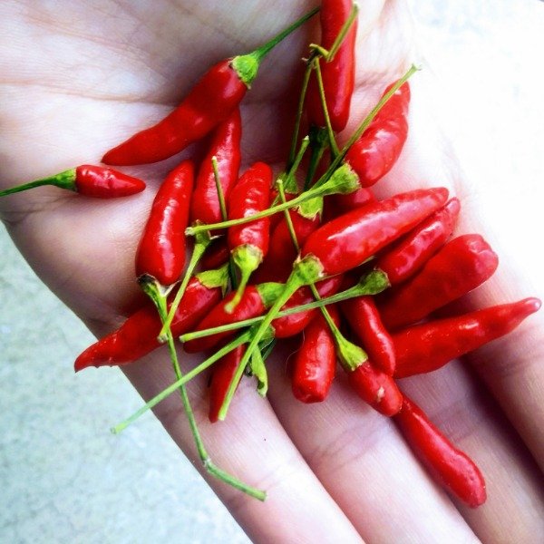 Producto - Ají tipo Malagueta
