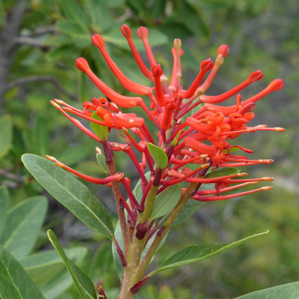 Producto - Embothrium coccineum (Notro)