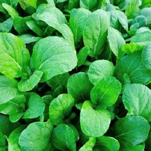 Producto - Semillas De Repollo Chino Canton - 2