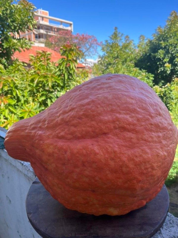 Producto - SEMILLAS DE ZAPALLO BOSTON MARROW