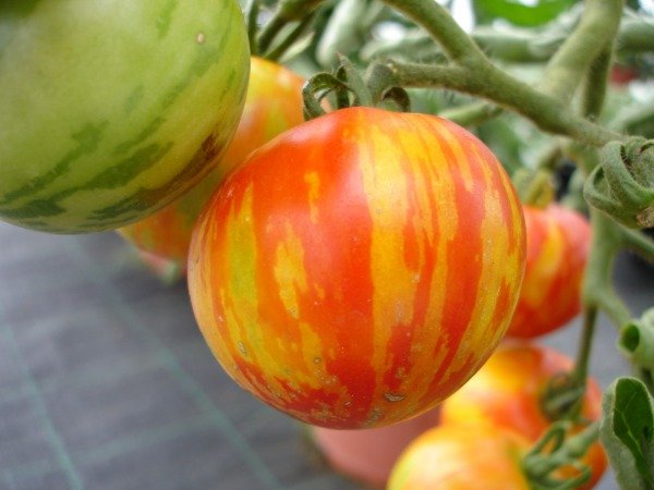 Producto - Tomate Cherry Tigerella