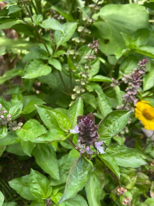 Producto - Semillas Agroecologicas de albahaca canela