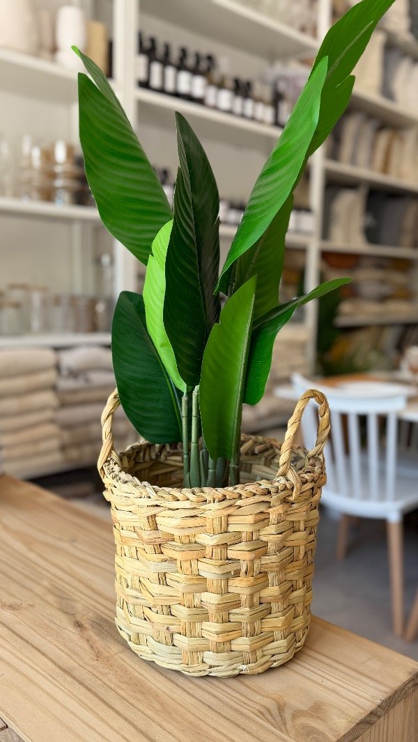 Producto - Junco Grande