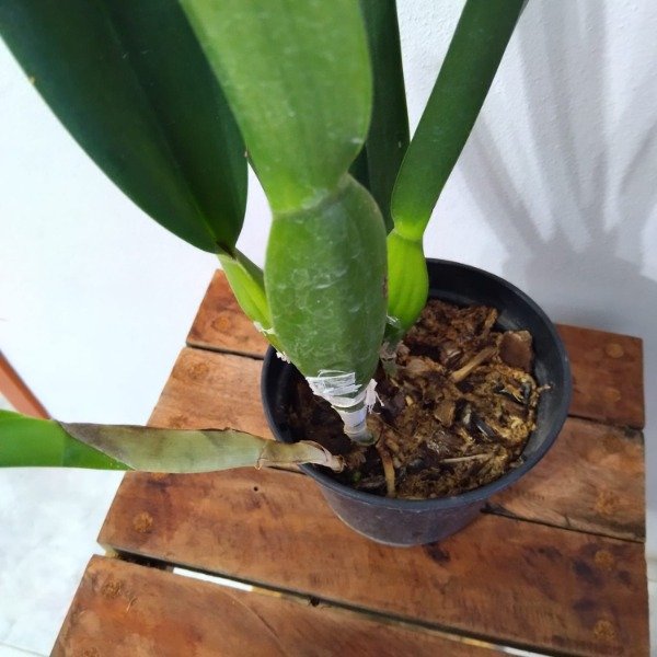 Producto - laelia Purpurata Carnea - 1