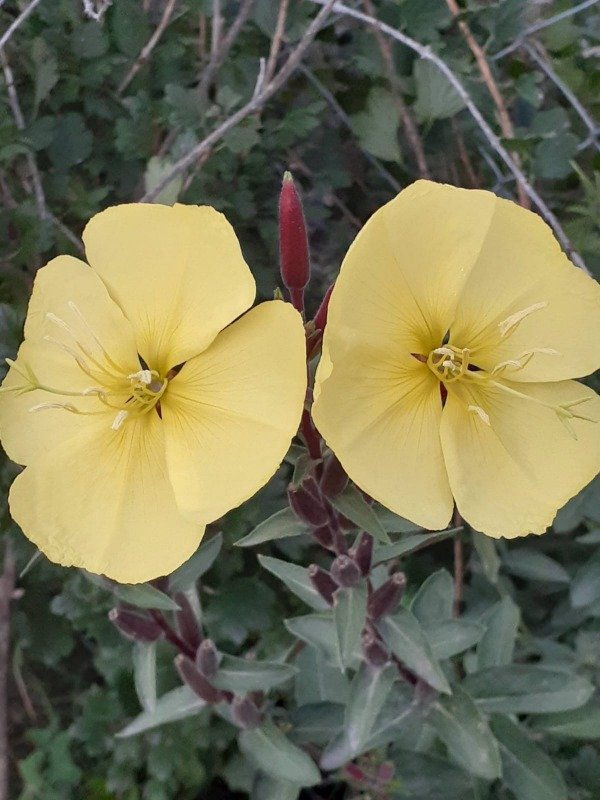 Producto - Oenothera tetragona