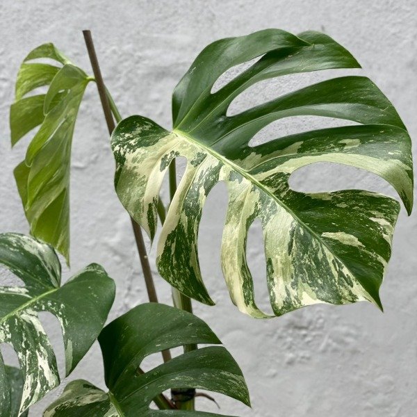 Producto - Monstera Variegada m15