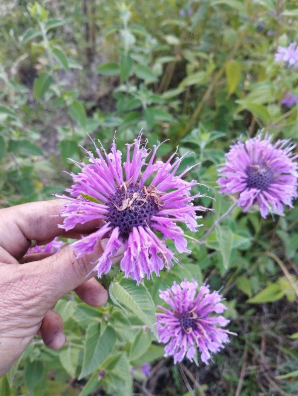 Producto - Monarda fistulosa - 1