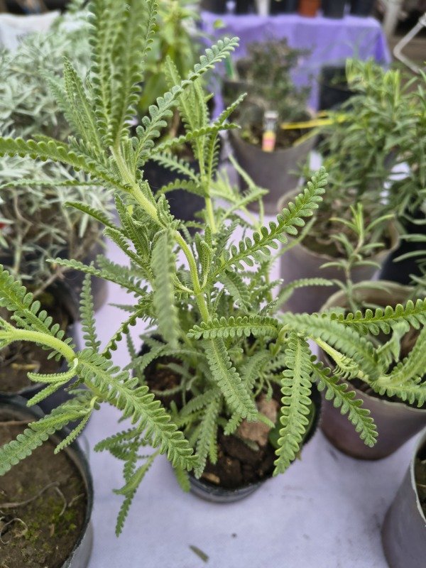 Producto - Lavanda
