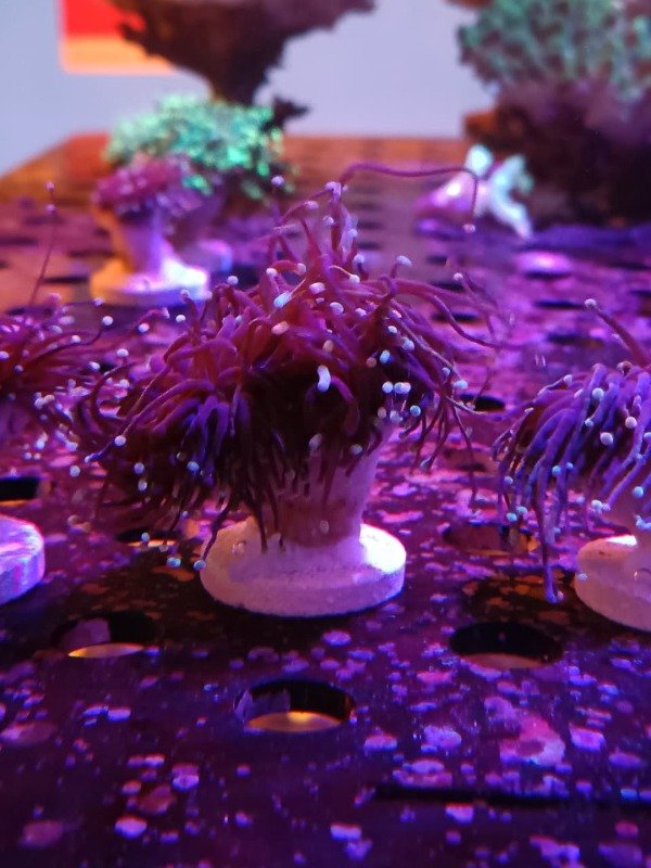 Producto - Euphyilla  Torch  Gold (por cabeza)