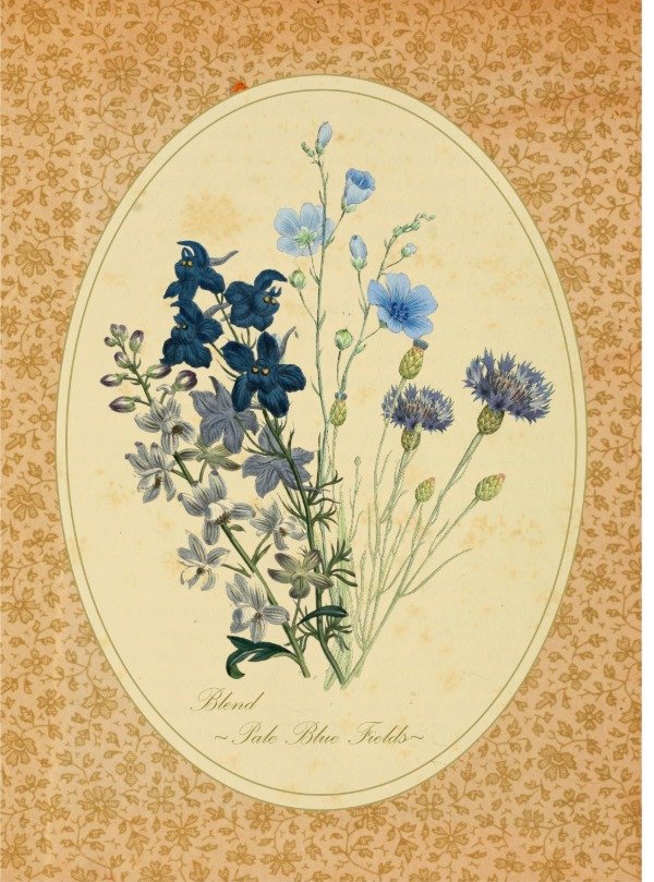 Producto - Blend de Semillas "Dusty Blue Meadow"