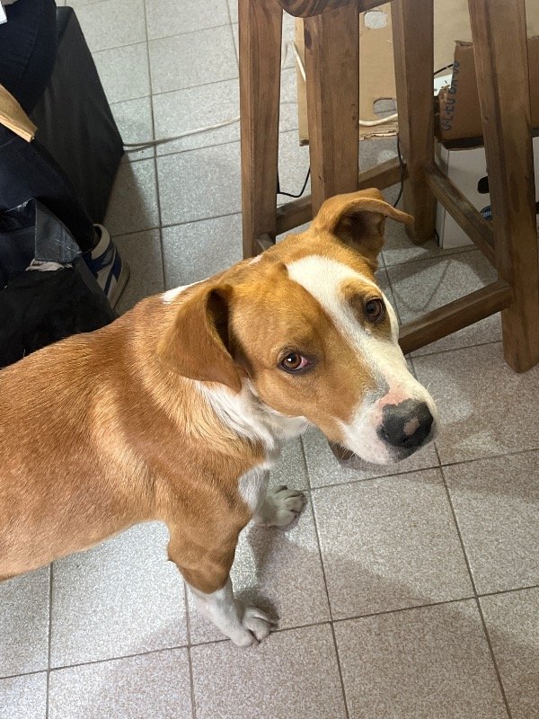 Producto - Perro cariñoso