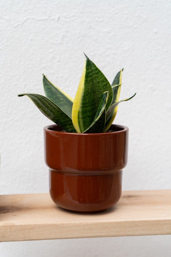 Producto - Maceta Seúl