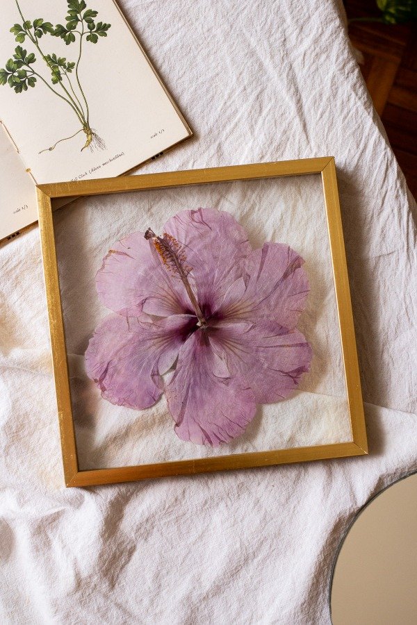 Producto - Rosa China