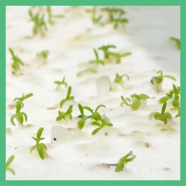 Producto - Tarjeta Plantable Bautismo - 3