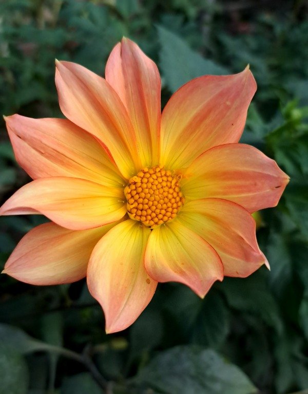 Producto - Dahlia con centro amarillo y bordes y envés naranaja