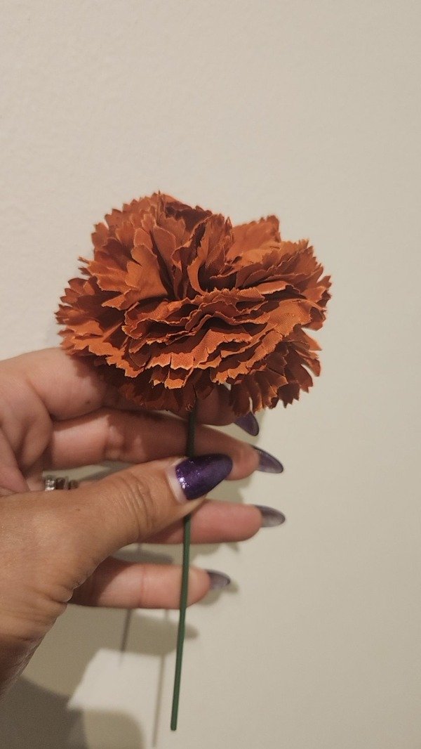 Producto - CLAVEL ESPAÑOL COLOR BORDO