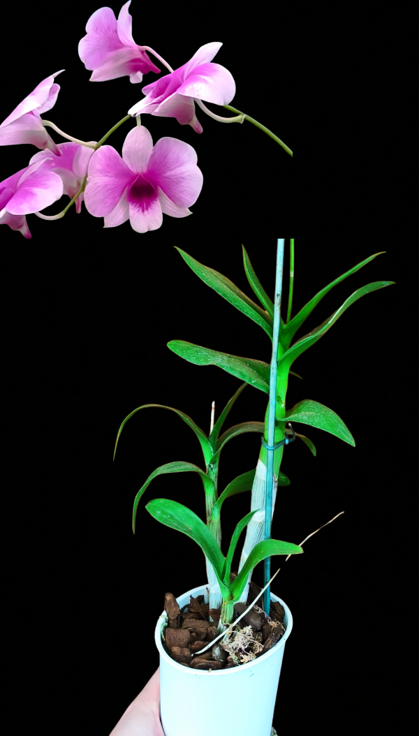 Producto - Denphal 1