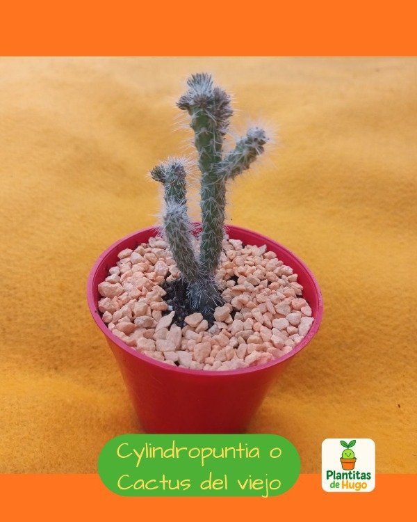 Producto - Cylindropuntia o Cactus del viejo