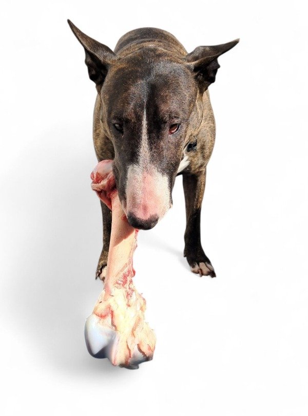 Producto - Hueso Recreativo Femur XL