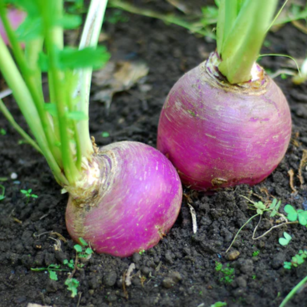 Producto - Semillas de Nabo cuello violeta