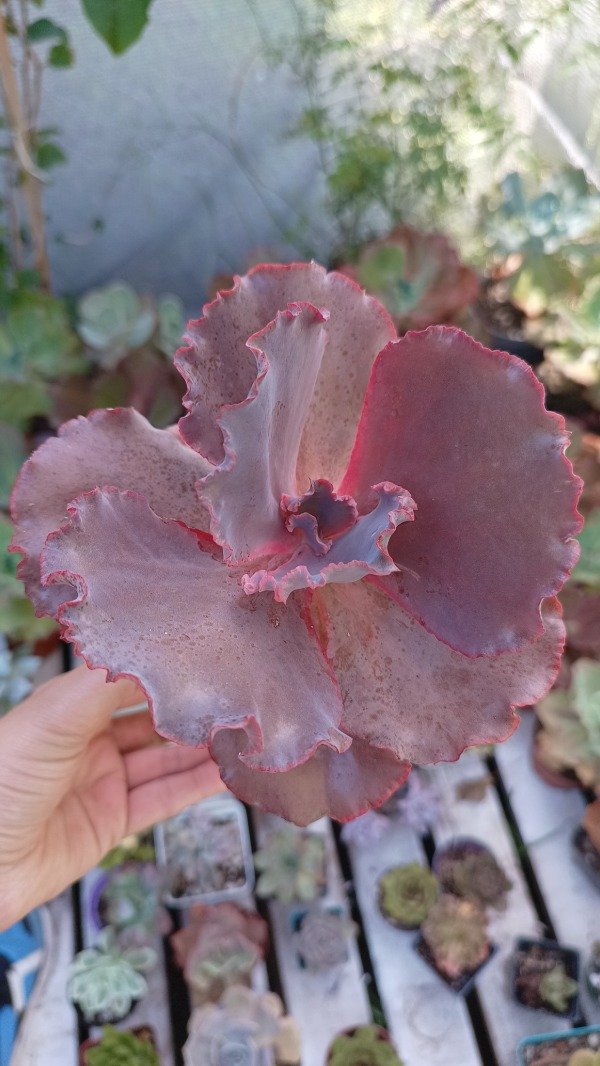 Producto - Echeveria Jane Naylor
