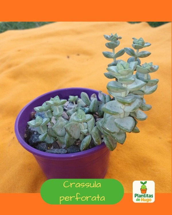 Producto - Crassula perforata ó Collar de botones