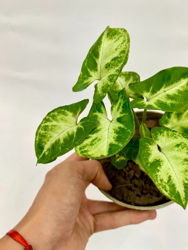 Miniatura de producto - 5