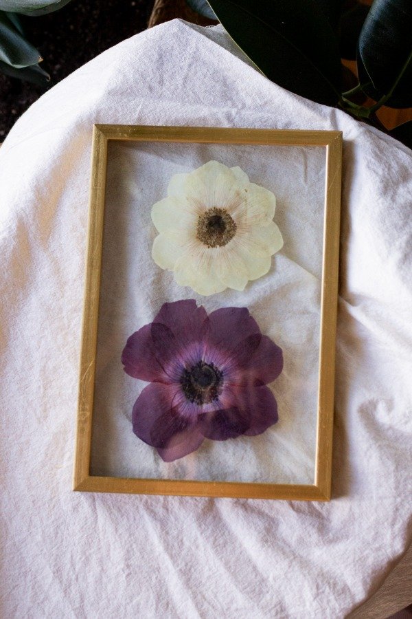 Producto - Anémonas II