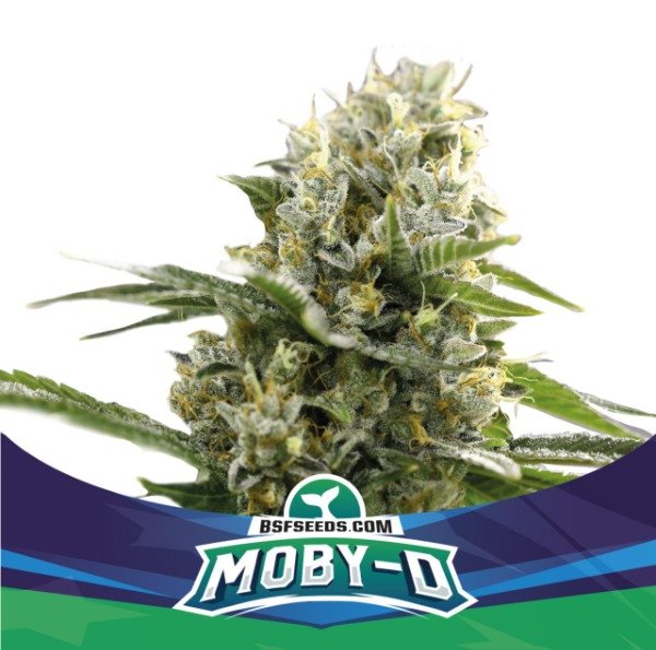 Producto - Moby-D XXL Auto