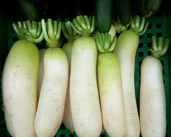 Producto - Semillas De Rabano Blanco Daikon Forrajero - 1