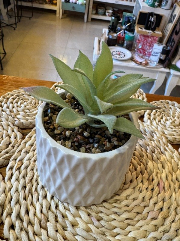 Producto - Planta rizada en maceta 14 cm ( Efectivo: 10.000)