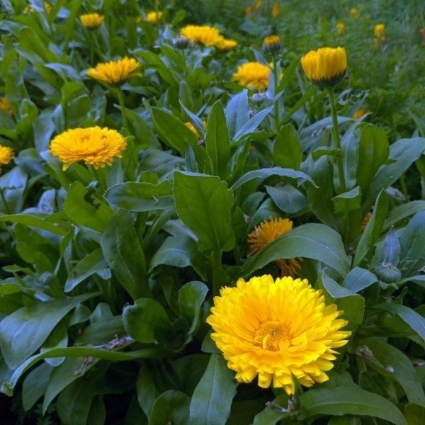 Producto - Caléndula golden prince