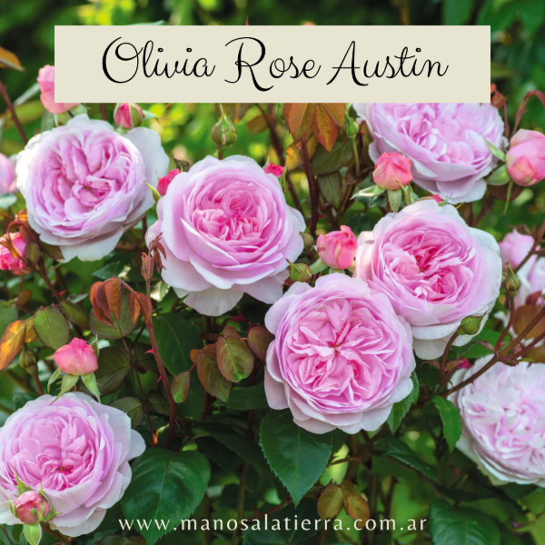 Producto - Rosal Olivia Rose Austin