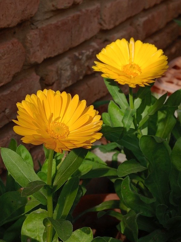 Producto - Semillas de Calendula - 0